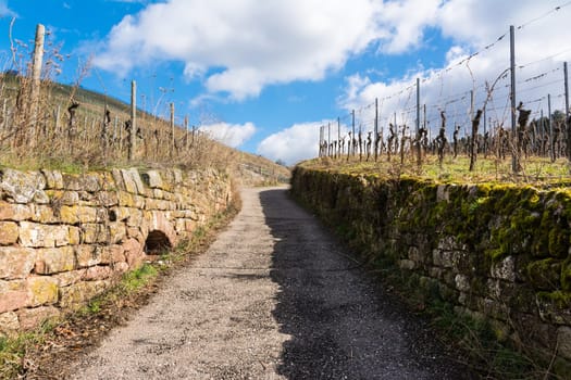Uphill Cobblestone Path Vineyard Blue Sky Park Outdoors Walking Hiking European Germany Warm Light Sunny