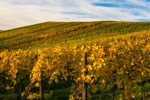 Sunrise Vineyard Early Morning Winery Fields Landscape Nature Outdoors Nature European Beautiful