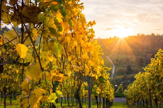 Sunrise Vineyard Early Morning Winery Fields Landscape Nature Outdoors Nature European Beautiful