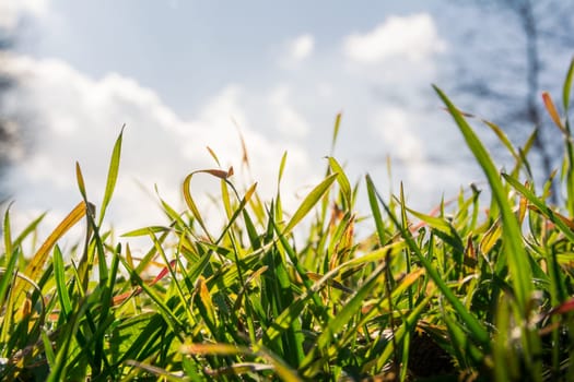 Sunny Sky Clouds Behind Bright Green Grass Backlit Blades Ground Macro Background Nature