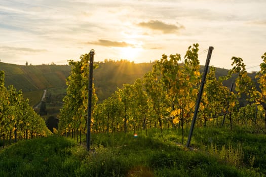 Sunrise Vineyard Early Morning Winery Fields Landscape Nature Outdoors Nature European Beautiful