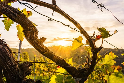 Sunrise Vineyard Early Morning Winery Fields Landscape Nature Outdoors Nature European Beautiful