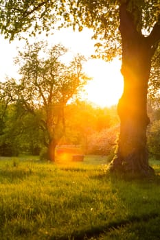 Sunset over Tree Covered Asphalt Path Woods Germany