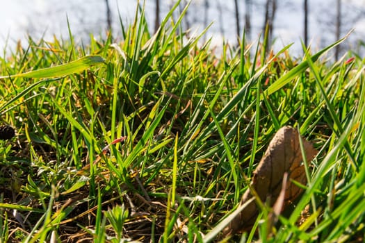 Sunny Sky Clouds Behind Bright Green Grass Backlit Blades Ground Macro Background Nature