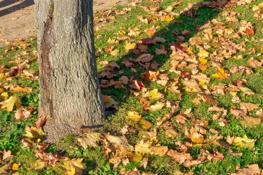 Fall Tree Outdoors Daytime Season Autumn Orange Yellow Ground