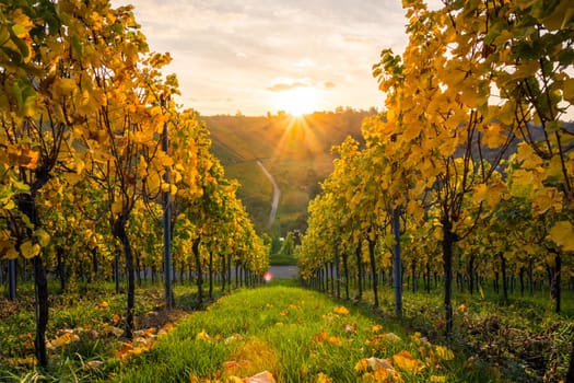 Sunrise Vineyard Early Morning Winery Fields Landscape Nature Outdoors Nature European Beautiful