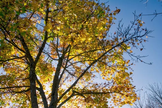 Fall Tree Outdoors Daytime Season Autumn Orange Yellow