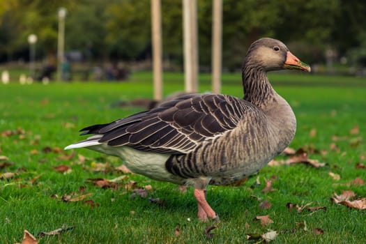 Goose Bird Closeup Eating Grass in Park Fall Season Animal Wildlife