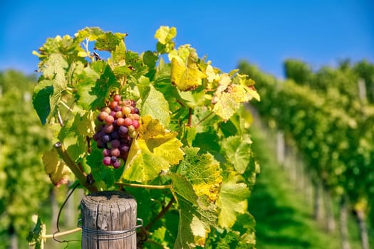 Grapes Fruits Closeup Vineyard Fall Leaves Autumn Farming Agriculture Wine Plants Outdoors Daytime