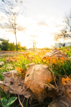 Leaves Autumn Fall Sun Flare Outside Orange Green Grass Nature Outdoors Park Season