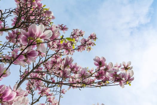 Magnolias Blooming on Blue Sky Background Beautiful Plants Real Outdoor Foliage Tree Decoration Purple White