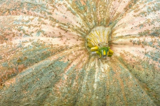 Massive Pumpkin Top Closeup Texture Background Orange Farming Organic Plant Vegetable