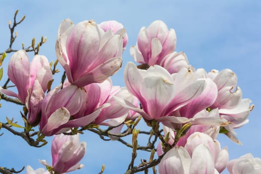 Magnolias Blooming on Blue Sky Background Beautiful Plants Real Outdoor Foliage Tree Decoration Purple White