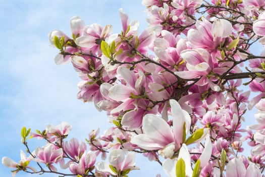 Magnolias Blooming on Blue Sky Background Beautiful Plants Real Outdoor Foliage Tree Decoration Purple White