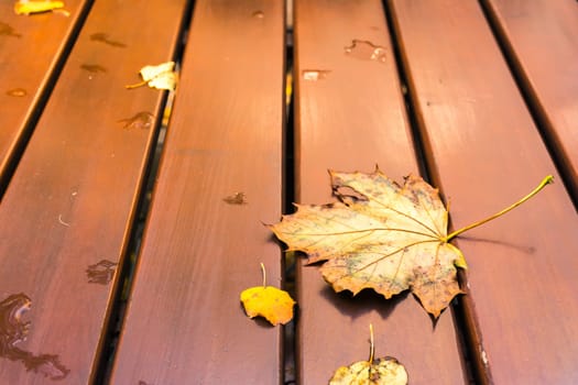 Maple Leaf Wooden Table Autumn Fall Nature Outdoors Peaceful Season