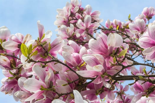 Magnolias Blooming on Blue Sky Background Beautiful Plants Real Outdoor Foliage Tree Decoration Purple White