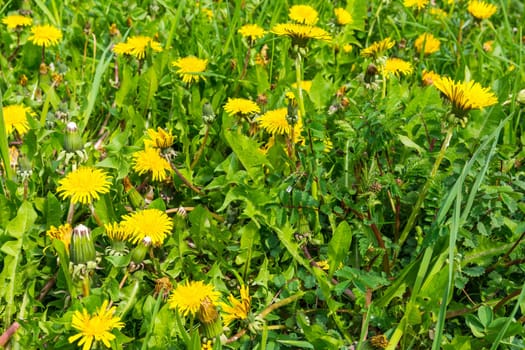 Dandelion Closeup Grass Park Outdoors Beautiful Weather Bench