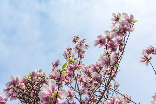 Magnolias Blooming on Blue Sky Background Beautiful Plants Real Outdoor Foliage Tree Decoration Purple White