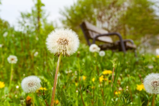 Dandelion Closeup Grass Park Outdoors Beautiful Weather Bench
