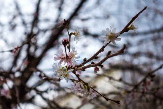 Cherry Blossom Tree Blooming Early Season Blue Sky Bright Daylight