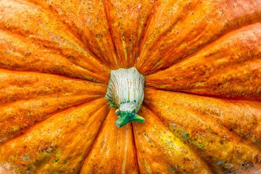 Massive Pumpkin Top Closeup Texture Background Orange Farming Organic Plant Vegetable