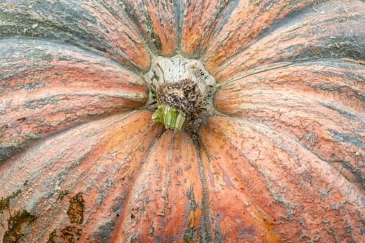 Massive Pumpkin Top Closeup Texture Background Orange Farming Organic Plant Vegetable