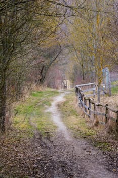 Dirt Path in Forest Woods Daytime Walk Strolling Wild Nature Landscape Wooden Fence