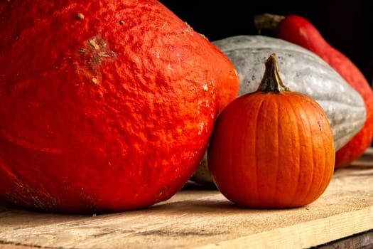 Small Large Pumpkins Orange White Wooden Rustic Shelf Seasonal Autumn Fall Decoration