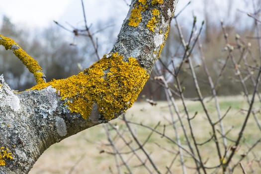 Bright Orange Tree Moss Outdoors Nature Wildlife Closeup Texture Common