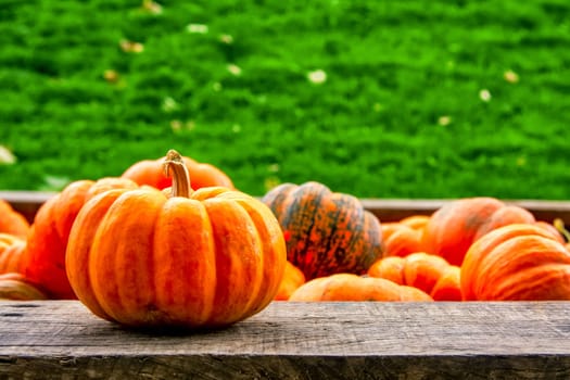 Single Small Orange Pumpkin Background Multiple Pumpkins Green Grass Outdoors Autumn Fall Seaso