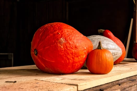 Small Large Pumpkins Orange White Wooden Rustic Shelf Seasonal Autumn Fall Decoration