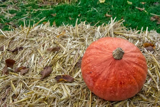 Single Pumpkin on Haystack Farm Decoration Autumn Fall Seasonal Orange Fresh Halloween
