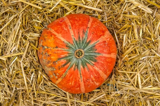 Single Pumpkin on Haystack Farm Decoration Autumn Fall Seasonal Orange Fresh Halloween