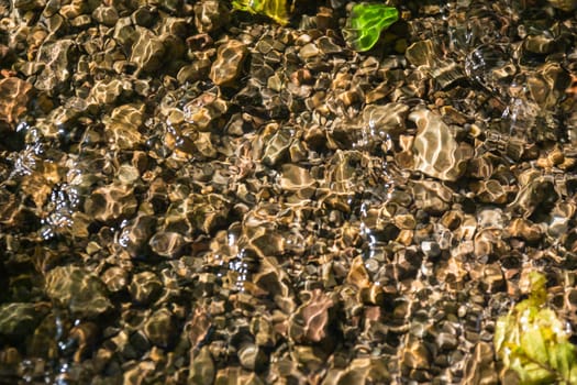 Small Creek in Forest Closeup Texture Cool Summer Day Nature Outdoors
