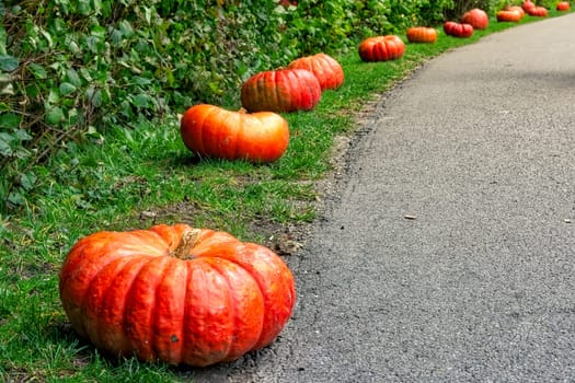Orange Autumn Fall Pumpkin on Green Grass Outdoors Farm Daytime Halloween Decoration Path