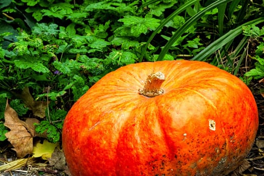 Orange Autumn Fall Pumpkin on Green Grass Outdoors Farm Daytime Halloween Decoration