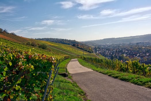 Outdoors Vineyard Landscape Fall Season Autumn Orange Yellow Green Farmland Agriculture European Wine