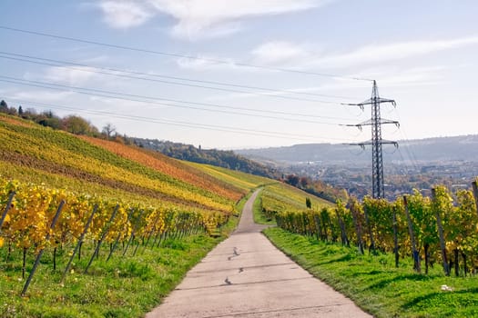 Outdoors Vineyard Landscape Fall Season Autumn Orange Yellow Green Farmland Agriculture European Wine