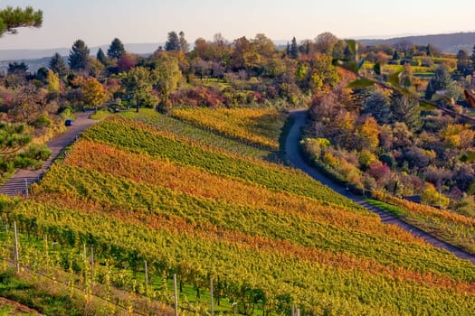 Outdoors Vineyard Landscape Fall Season Autumn Orange Yellow Green Farmland Agriculture European Wine