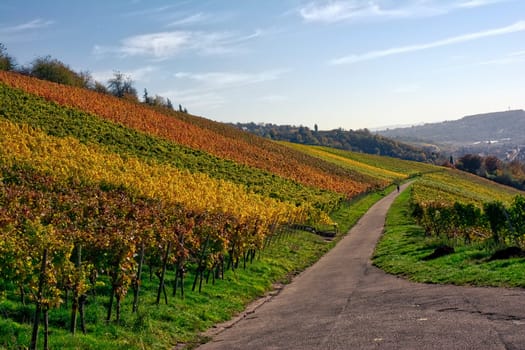 Outdoors Vineyard Landscape Fall Season Autumn Orange Yellow Green Farmland Agriculture European Wine