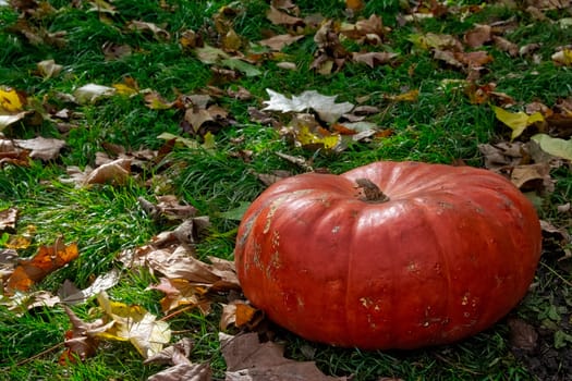 Orange Autumn Fall Pumpkin on Green Grass Outdoors Farm Daytime Halloween Decoration