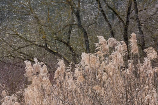 Grass Waving Wind Long Forest WIld Autumn Brown Background Tall