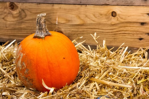 Single Pumpkin on Haystack Farm Decoration Autumn Fall Seasonal Orange Fresh Halloween