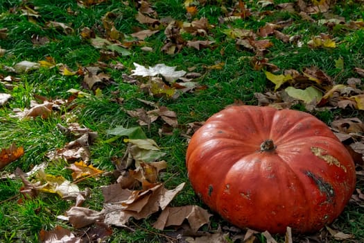 Orange Autumn Fall Pumpkin on Green Grass Outdoors Farm Daytime Halloween Decoration