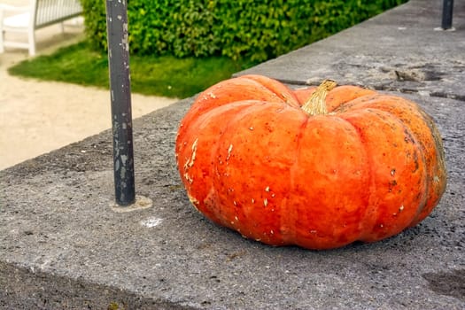 Single Pumpkin on Concrete Ledge Step Daytime Outdoors Autumn Fall Decor