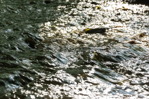 Small Creek in Forest Closeup Texture Cool Summer Day Nature Outdoors