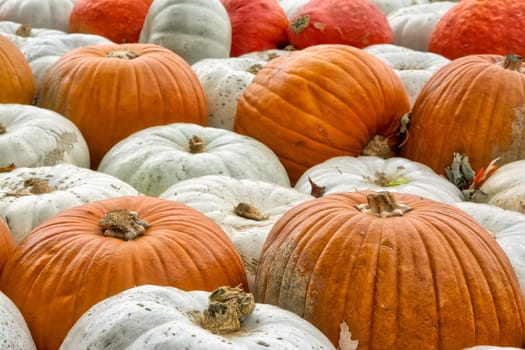 Sea Multi-Colored Pumpkins White Red Orange Decoration Autumn Fall Season Group Closeup Texture