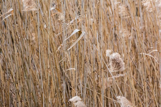 Grass Waving Wind Long Forest WIld Autumn Brown Background Tall