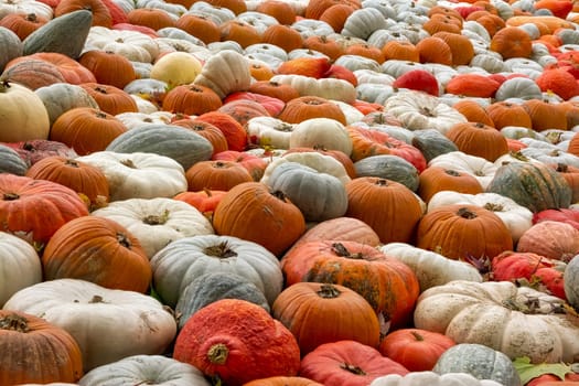 Sea Multi-Colored Pumpkins White Red Orange Decoration Autumn Fall Season Group Closeup Texture