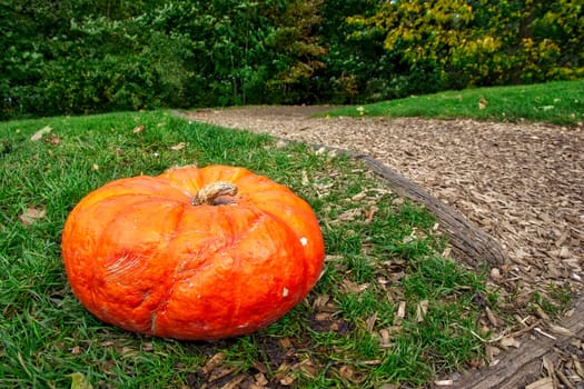 Orange Autumn Fall Pumpkin on Green Grass Outdoors Farm Daytime Halloween Decoration Path